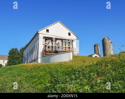 Tabak hängt zum Trocknen in einer weißen Scheune mit großen Industrieventilatoren, auf einem grasgrünen Hügel auf einem Bauernhof in der Landschaft unter einem klaren blauen Himmel. Stockfoto