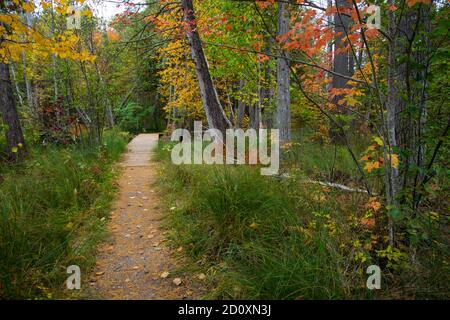 Herbstwanderung In Michigan. Lebendige Herbstfarben entlang eines Wanderweges durch den Laubwald des Hartwick Pines State Park in Greyling, Michigan. Stockfoto