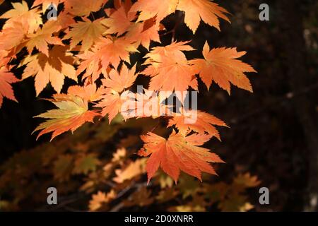 Nahaufnahme von schönen und schönen roten Herbst Ahornblätter, Hintergrund Tapete, Tsuta Onsen, Aomori, Japan, Asien, Soft Focus Stockfoto