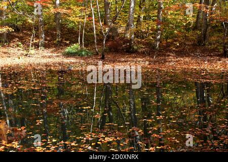 Schöne Landschaft bei Tsuta Onsen im Herbst, Aomori, Japan, Asien Stockfoto