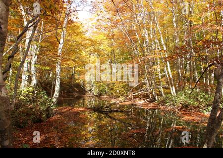 Schöne Landschaft bei Tsuta Onsen im Herbst, Aomori, Japan, Asien Stockfoto