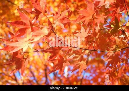 Schöne und niedliche rote Herbst Ahornblätter Tapete Hintergrund, Tsuta Onsen, Aomori, Japan, Asien, Soft Focus Stockfoto