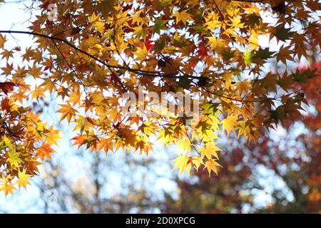 Schöne kleine gelbe und braune Herbst Ahornblätter gegen blauen Himmel, Japan, Asien Stockfoto