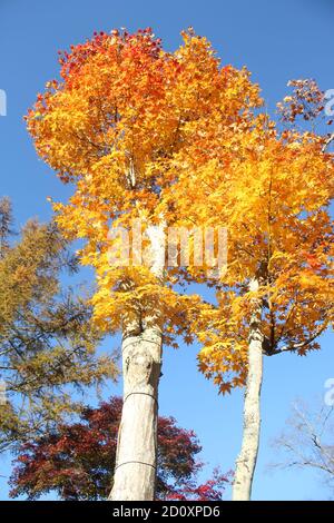 Schöne Landschaft von zwei Ahornbäumen mit goldgelben Blättern gegen blauen Himmel, Karuizawa, Nagano, Japan Stockfoto