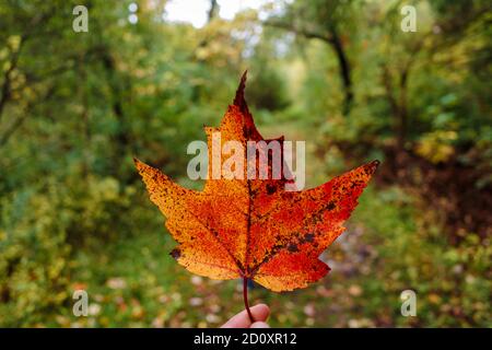 Ein orangefarbenes und rotes Ahornblatt, das während der Herbstsaison mit Fingerspitzen vor einem Naturlehrpfad im Wald gehalten wird. Stockfoto