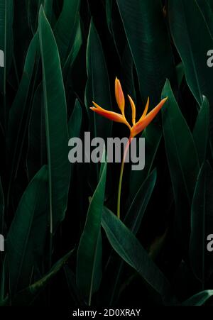 Exotische Blume auf dunkelgrünen tropischen Laub Natur Hintergrund. Stockfoto