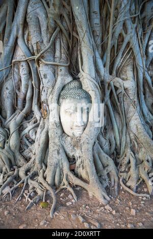 Kopf der alten Skulptur von Buddha in den Wurzeln eines Baumes. Ayutthaya Stadt Symbol, Thailand Stockfoto