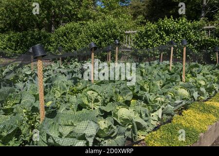 Ernte von selbst angebauten Bio-Kohlensäurebäcken (Brassica oleracea) bedeckt mit Schutznetz auf einer Zuteilung in einem Gemüsegarten in Rural Devon, England Stockfoto