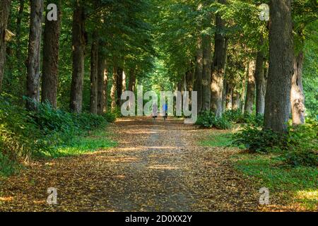 D-Borken, D-Borken-Gemen, Naturpark hohe Mark Westmünsterland, Münsterland, Westfalen, Nordrhein-Westfalen, NRW, Sternbusch in der Freiheit Gemen, Sternbuschallee, Wald, Waldweg Stockfoto