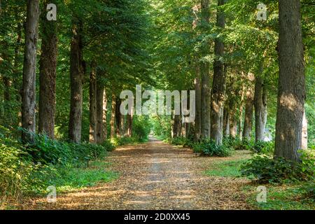 D-Borken, D-Borken-Gemen, Naturpark hohe Mark Westmünsterland, Münsterland, Westfalen, Nordrhein-Westfalen, NRW, Sternbusch in der Freiheit Gemen, Sternbuschallee, Wald, Waldweg Stockfoto