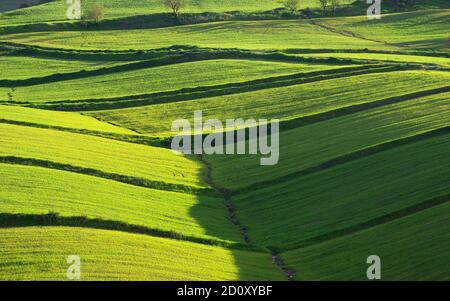 Sanfte Hügel von Sizilien Landschaft mit grünem Gras Felder in Der Abend Stockfoto