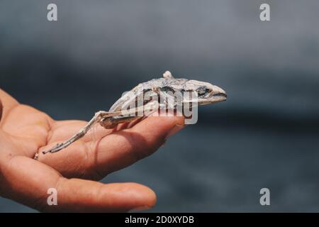 Getrockneter toter Frosch, der sein Körperskelett auf der Hand isoliert auf Weiß zeigt. Stockfoto