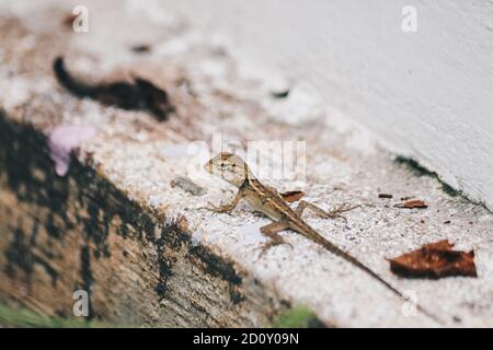 Baby Oriental Garden Eidechse (Calotes versicolor) auf den Blättern. Weit verbreitet in asiatischen Ländern. Tarngarteneidechsen. Nahaufnahme Chamäleon Details Stockfoto