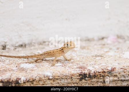 Baby Oriental Garden Eidechse (Calotes versicolor) auf den Blättern. Weit verbreitet in asiatischen Ländern. Tarngarteneidechsen. Nahaufnahme Chamäleon Details Stockfoto