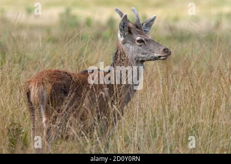 Junger Rüde Rothirsch (Cervus elaphus) im langen Gras Stockfoto