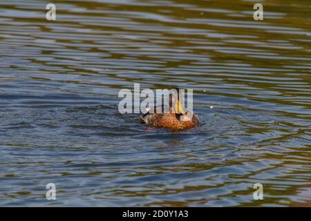 Backwell See Naturschutzgebiet Mallard Ente Stockfoto