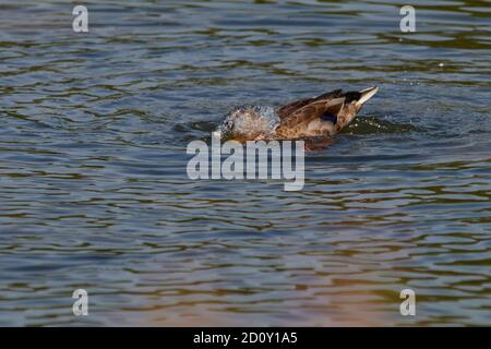 Backwell See Naturschutzgebiet Mallard Ente Stockfoto