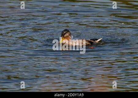 Backwell See Naturschutzgebiet Mallard Ente Stockfoto