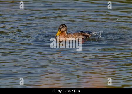 Backwell See Naturschutzgebiet Mallard Ente Stockfoto