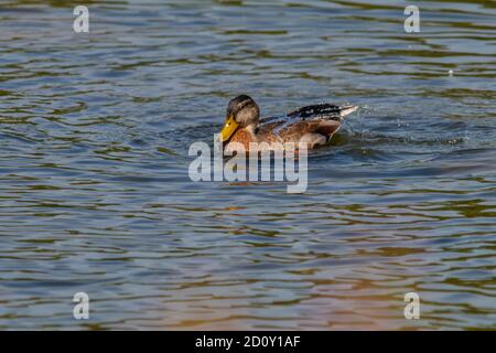 Backwell See Naturschutzgebiet Mallard Ente Stockfoto