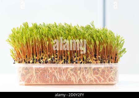 Grüne Sprossen wachsen in Weiß Fach, baby Gemüse. Rohe Sprossen, microgreens, gesunde Ernährung Konzept Stockfoto