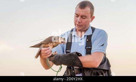 Dubai, VAE - Juni 2013: Falcon Trainer füttert den Falken mit frischem Fleisch Stockfoto