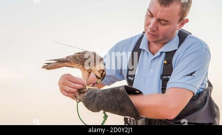 Dubai, VAE - Juni 2013: Falcon Trainer füttert den Falken mit frischem Fleisch Stockfoto