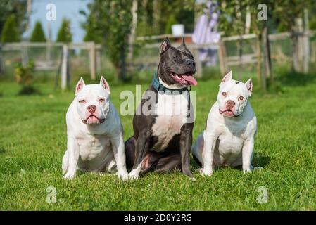 Zwei American Bully Welpen und American Staffordshire Terrier Hund Stockfoto