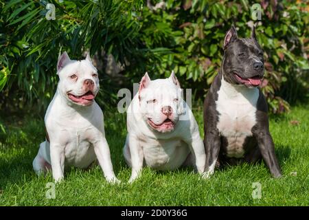 Zwei American Bully Welpen und American Staffordshire Terrier Hund Stockfoto