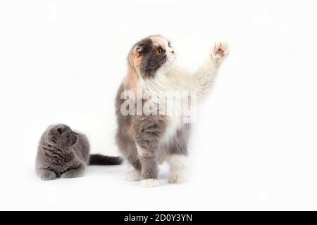 Blue Cream und White Highland Fold Domestic Cat, Weiblich mit Blue Scottish Fold Kitten Stockfoto