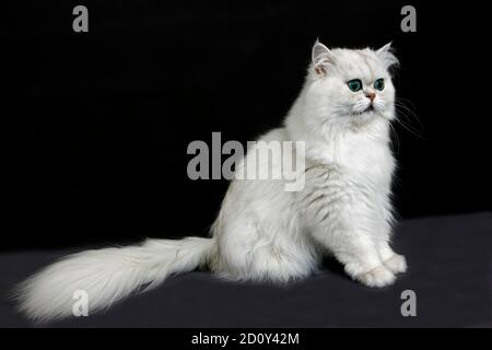 Chinchilla Perser Hauskatze auf schwarzem Hintergrund Stockfoto