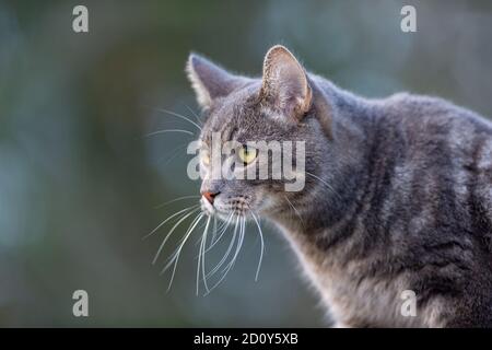 Katze zu Fuß auf dem Feld und auf der Suche nach etwas zu jagen und zu essen. Katze leben auf einem Bauernhof. Wie ein Haustier. Stockfoto