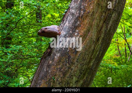 Riesiger Pilzparasit auf dem Stamm eines Baumes Stockfoto