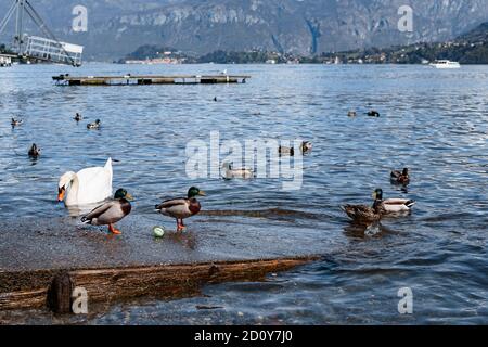 Weißer Schwan, Draken und Enten schwimmen im Wasser vor der Kulisse der Berge am Pier am Comer See in Italien. Stockfoto