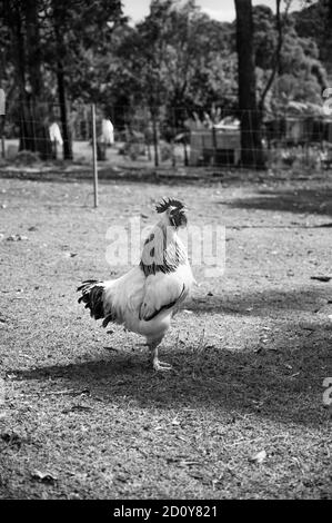 Hahn kräht auf einem Bauernhof in Schwarz und Weiß Stockfoto