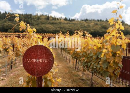 Toskana, Sangiovese Weinberge im Herbst. Italien Stockfoto