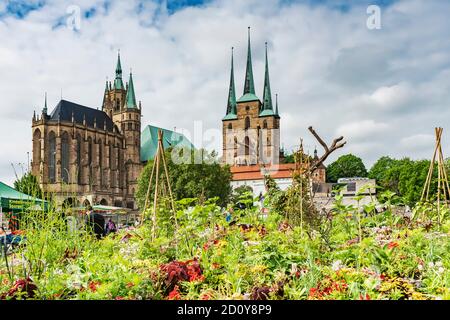 Der Erfurter Dom (links) und die Kirche des Hl. Severus (rechts) befinden sich auf dem Domberg in Erfurt, der Hauptstadt Thüringens, Deutschlands, Europas Stockfoto
