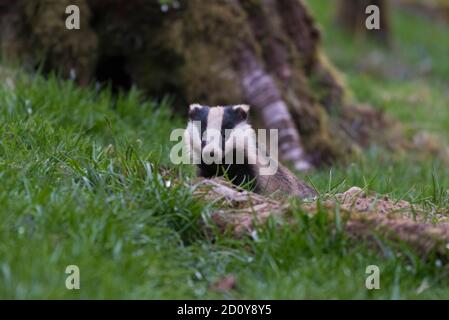 Dachs, Meles meles, aus seinem Bau in Woodland, Dumfries & Galloway, Schottland Stockfoto