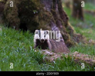 Dachs, Meles meles, aus seinem Bau in Woodland, Dumfries & Galloway, Schottland Stockfoto