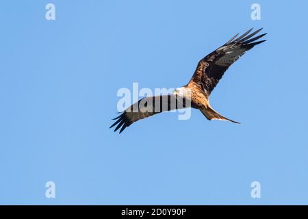 Red Kite, Milvus milvus, im Flug gegen blauen Himmel, Dumfries & Galloway, Schottland Stockfoto