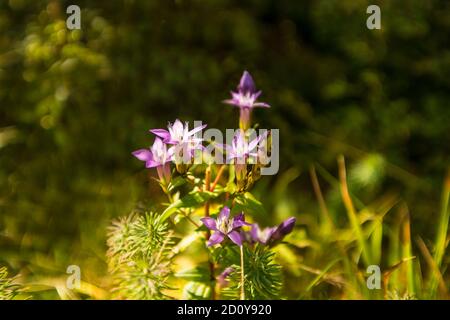 Chiltern Enzian mit Blüte im Herbst im deutschen Hochland Schwäbische Alb Stockfoto