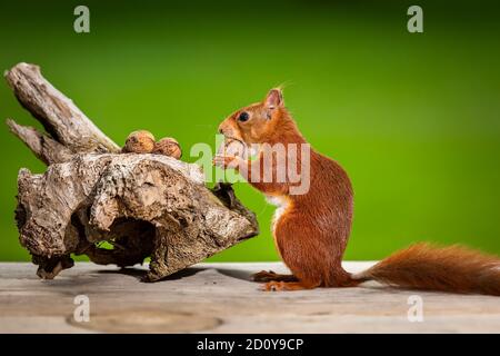 Liebenswert Eichhörnchen essen Walnuss mit grünem Hintergrund Stockfoto