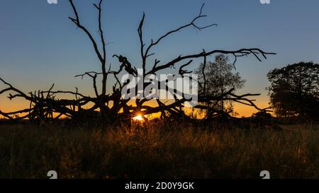 Dead alte Zweige Silhouette Sonnenuntergang Stockfoto