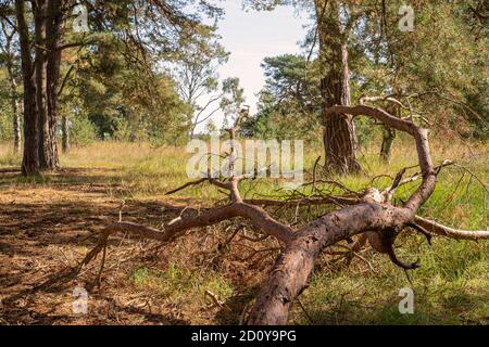 Frühherbst auf Strensall Common in Yorkshire. Im Vordergrund ist ein verfaulender Ast, dahinter öffnet sich der Wald. Stockfoto