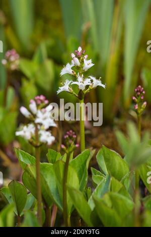 Bogbean, Menyanthes trifoliata, wächst in einem Teich, Dumfries & Galloway, Schottland Stockfoto