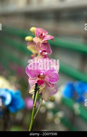 Wiederholte Orchideenblüten, selektiver Fokus. Wunderschöne Orchideen. Stockfoto