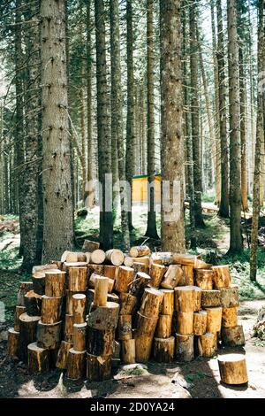 Vorbereitetes Brennholz für die Beheizung der Wohnung, gestapelt in einem Haufen im Wald unter hohen Kiefern. Stockfoto