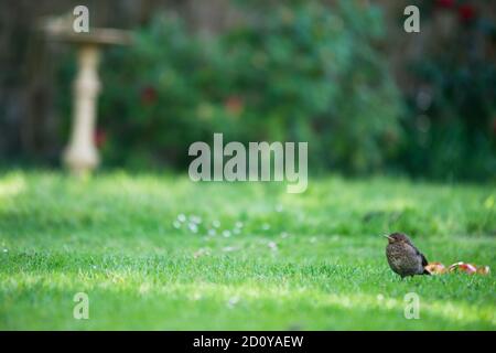 Eine junge Amsel allein in einem Garten. Platziert auf dem grünen Gras mit einem verschwommenen grünen Hintergrund und einigen roten Blumen. Stockfoto