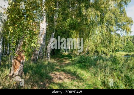 Grüntöne entlang des Flussufers an der Brandenburger Dahme im Herbst Stockfoto