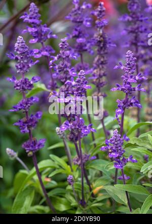 Nahaufnahme des Blauen Salbei (Salvia farinacea), Blumen des Sommers Stockfoto